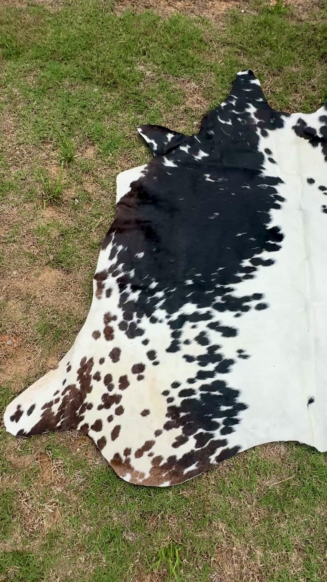 Small Cowhide Rug Black Tricolor Western Area Accent Rugs 5 x 4.5 ft